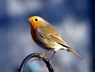 Rotkehlchen (Erithacus rubecula)