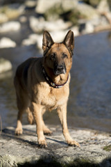 Reinrassiger Deutscher Schäferhund spielt am Fluß