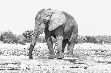 Monochrome African elephant, Loxodonta africana