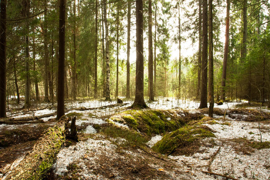 Fototapeta Beautiful Green Coniferous Forest Landscape. Brightly Shines Sunny In Spring Forest.