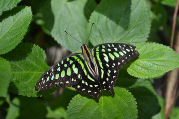 Green and black butterfly