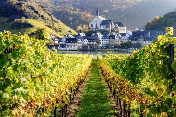 Blick durch herbstlich bunte Weinstöcke, über die Mosel nach Beilstein.