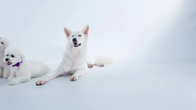 One big and four small white dogs are posing for the photo shoot.