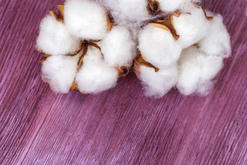 Spa background. Beautiful white flowers of cotton plant on bright purple wooden surface. Copy space for text.