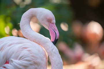 Flamingo Side Profile