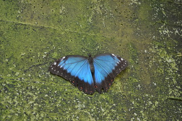 Blue and black butterfly