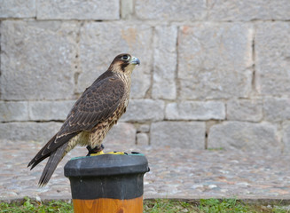 Hawk