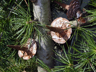 Käpy Strobilo 松球 Piña Conifer cone Kogle Šiška Češer 松かさ Шишка...