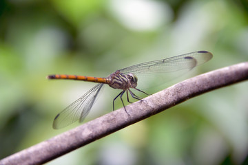 Closeup Dragonfly Island on a branch