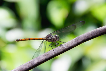 Closeup Dragonfly Island on a branch