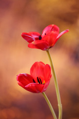 Tulipany czerwone - obrazy, fototapety, plakaty