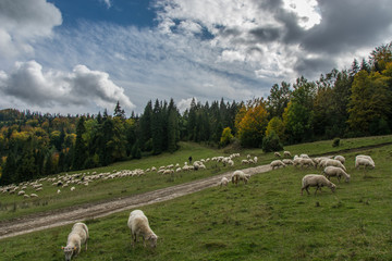 Jesienny wypas owiec w Pieninach.