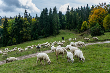 Jesienny wypas owiec w Pieninach.