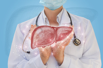 Doctor shows liver .