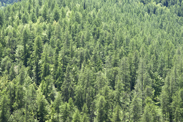 Hills of dense vegetation and forests of larch and pine