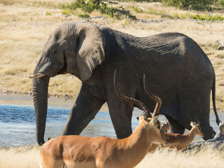 Elefant am Wasserloch