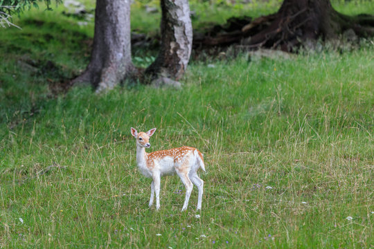 fallow deer (Dama dama) in grass. Parc de Merlet, France