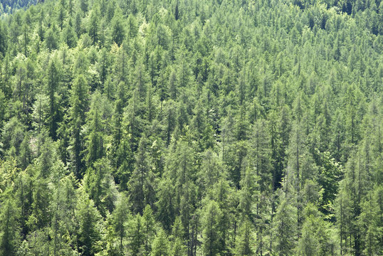 Hills of dense vegetation and forests of larch and pine