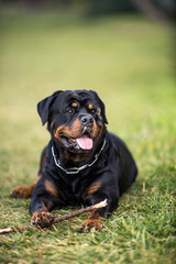 Adorable Devoted Purebred Rottweiler