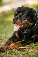 Adorable Devoted Purebred Rottweiler