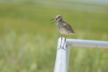 Willet, wide open