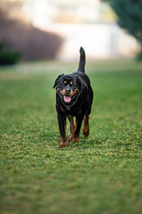 Adorable Devoted Purebred Rottweiler