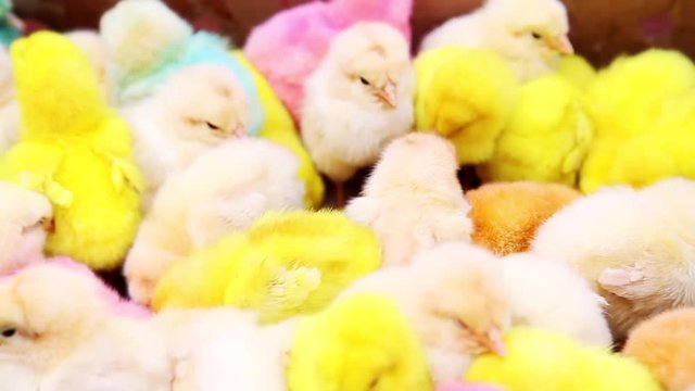 pollitos peque&ntilde;os de distintos colores en rosa,amarillo y blancos para la venta como mascota para ni&ntilde;os