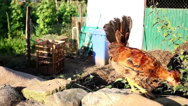gallo en granja rural al aire libre picoteando gusanillos del campo