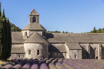 Champ de lavande devant l'abbaye Notre-Dame-de-Sénanque du XIIe siècle