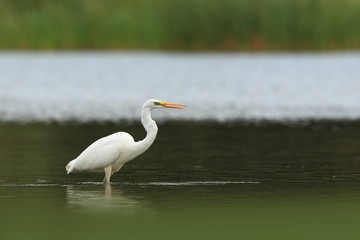 Ardea alba. The wild nature of the Czech Republic. Spring Glances. Beautiful nature of Europe. Big bird in water. Green color in the photo. Nice shot.