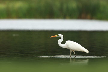 Obraz premium Ardea alba. The wild nature of the Czech Republic. Spring Glances. Beautiful nature of Europe. Big bird in water. Green color in the photo. Nice shot.