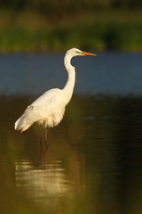 Ardea alba. The wild nature of the Czech Republic. Spring Glances. Beautiful nature of Europe. Big bird in water. Green color in the photo. Nice shot.