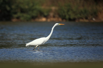 Ardea alba. The wild nature of the Czech Republic. Spring Glances. Beautiful nature of Europe. Big bird in water. Green color in the photo. Nice shot.