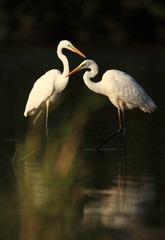 Ardea alba. The wild nature of the Czech Republic. Spring Glances. Beautiful nature of Europe. Big bird in water. Green color in the photo. Nice shot.