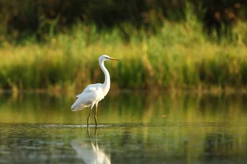 Foto op Canvas Ardea alba. The wild nature of the Czech Republic. Spring Glances. Beautiful nature of Europe. Big bird in water. Green color in the photo. Nice shot. © Michal