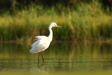 Ardea alba. The wild nature of the Czech Republic. Spring Glances. Beautiful nature of Europe. Big bird in water. Green color in the photo. Nice shot.