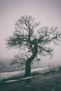 Bizarre tree in dense fog, misty background, vertical image