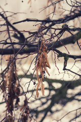 Withered linden branch with raindrops. Early spring moody background, vertical image