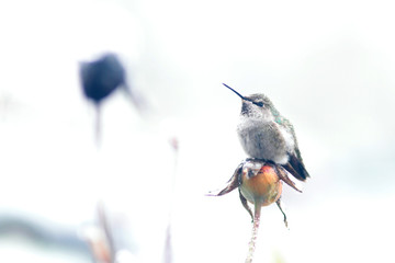 Hummingbird perched on a branch.