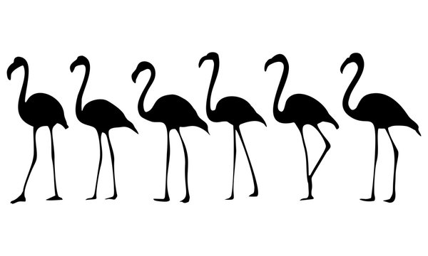 silhouette of flamingo birds running