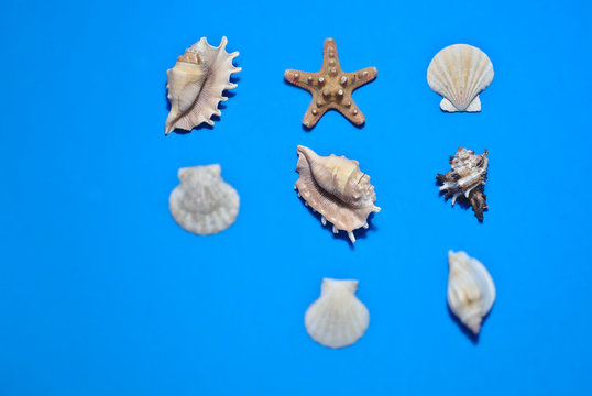 Conchas y Caracolas de Mar