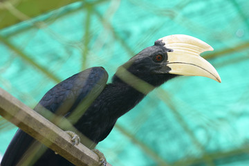 The Asian Black Hornbill. borneo hornbill © Fahnur Jingga