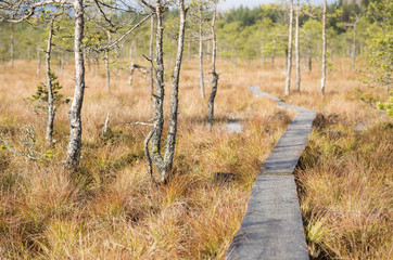 Beautiful swamp landscape from Finland