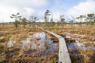 Fototapeta na wymiar Beautiful swamp landscape from Finland