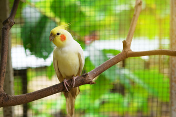 Yellow cockatiel bird. Little Parakeet bird