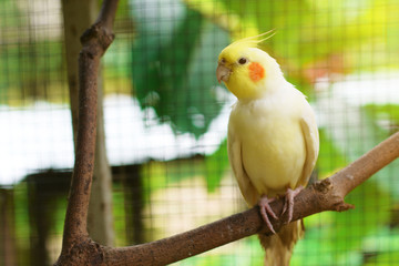 Yellow cockatiel bird. Little Parakeet bird