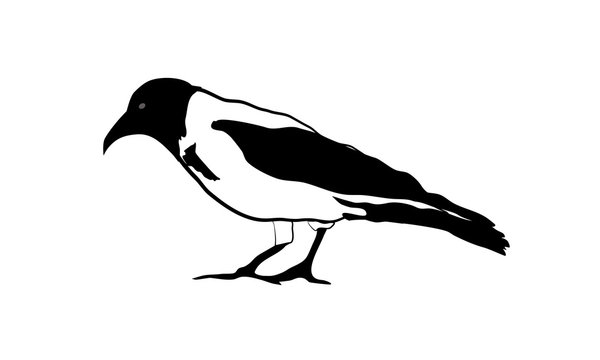 Raven vector illustration