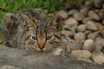 street cat waiting for some food