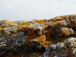 Rocks are covered with mosses and lichens