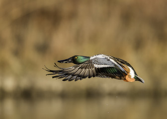 Northern Shoveler